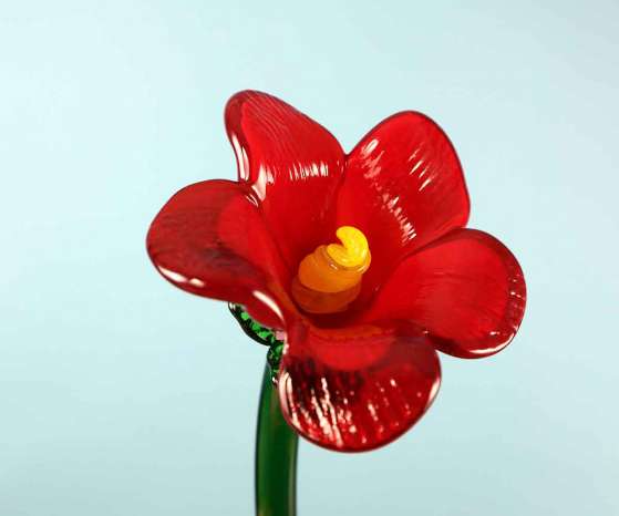 Glasblume rote Blüte