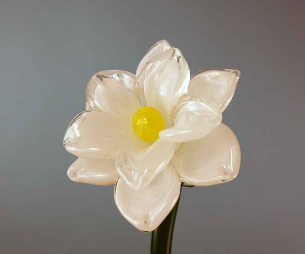 Glasblume weiße Blüte
