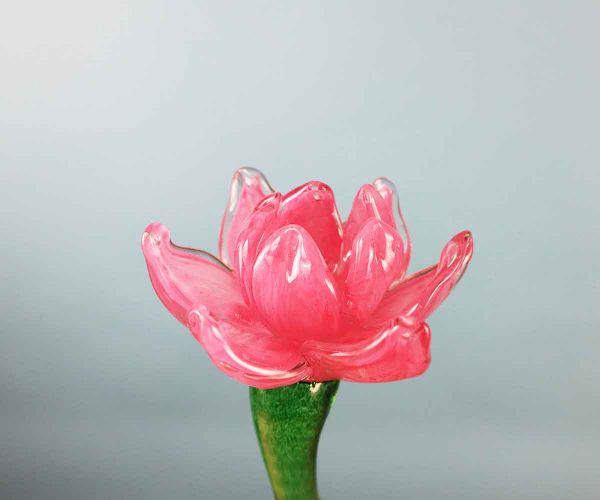 Glasblume rosa Blüte